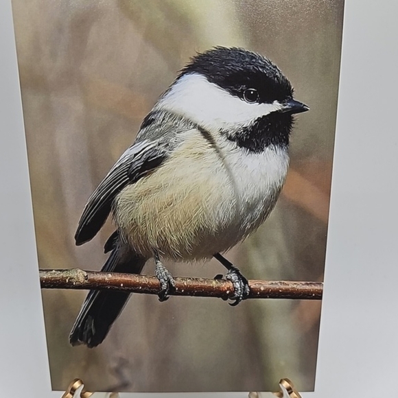 4x6 Chickadee Bird Oil Painting Photography Print‎ - Picture 3 of 7